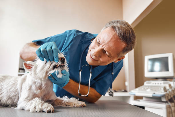 Best Emergency Dentist for Knocked-Out Tooth in Gantt, SC